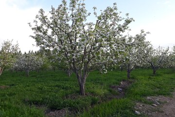 طبیعت دلنشین میاندوآب با شکوفه زدن درختان سیب