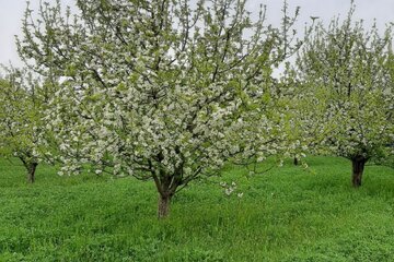 طبیعت دلنشین میاندوآب با شکوفه زدن درختان سیب