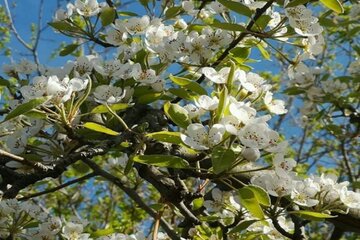 طبیعت دلنشین میاندوآب با شکوفه بهاری درختان سیب