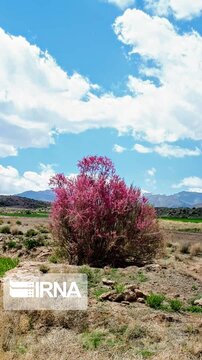 Spring time in Iran's Kerman Sarduiyeh District