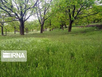 Spring time in Iran's Kerman Sarduiyeh District