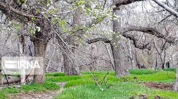 Spring time in Iran's Kerman Sarduiyeh District