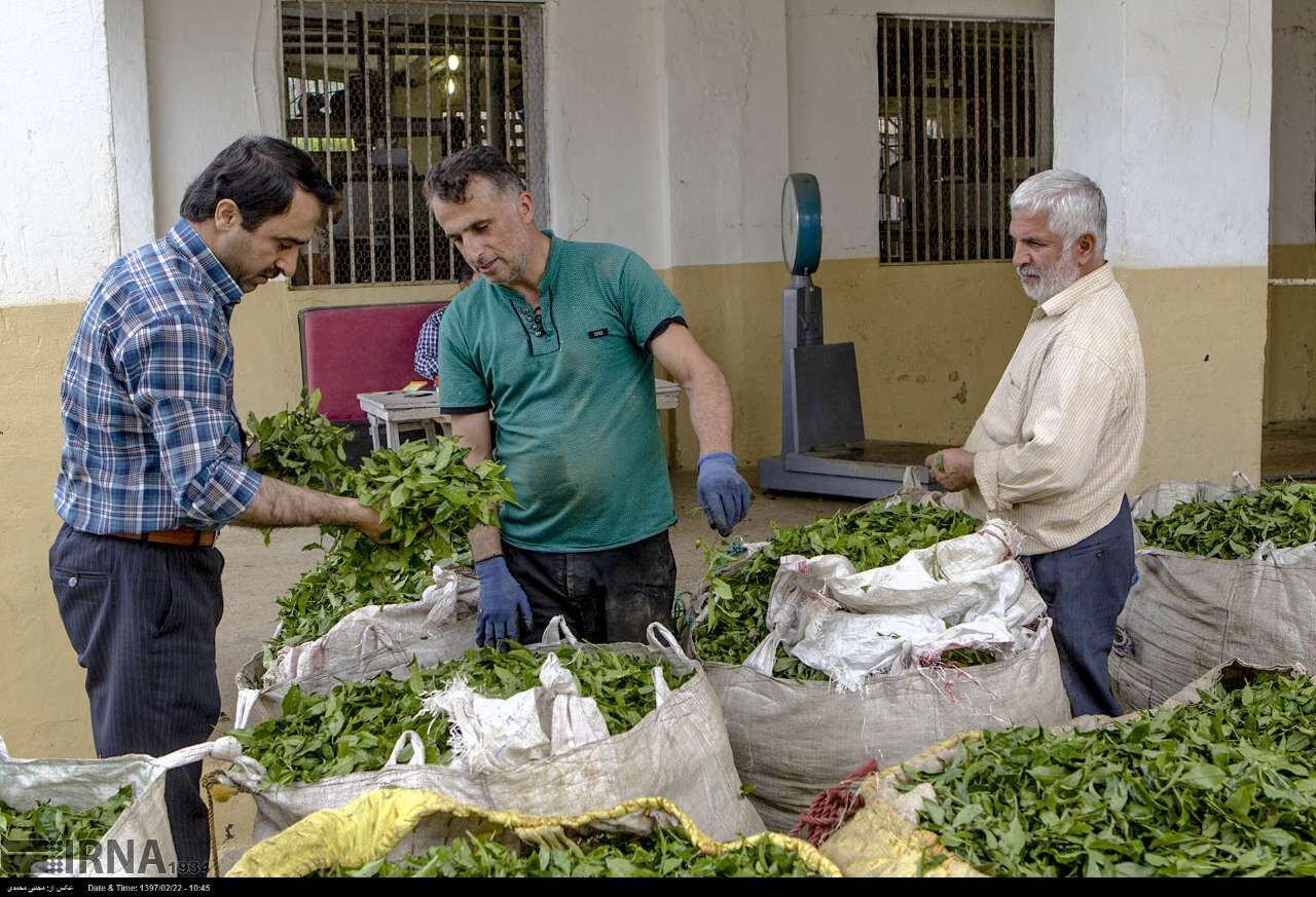  حدود ١٣٣ تن برگ سبز چای از چایکاران گیلان خریداری شد