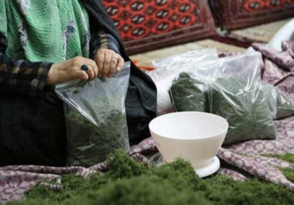 صندوق اعتبارات خرد زنان روستایی کردستان به 53 مورد رسید