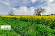 Beautiful rapeseed fields in Northeastern Iran