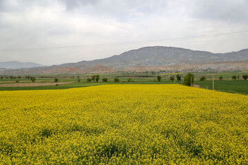 مزارع زیبای کلزا در خراسان شمالی