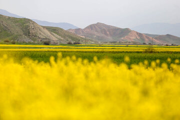 مزارع زیبای کلزا در خراسان شمالی