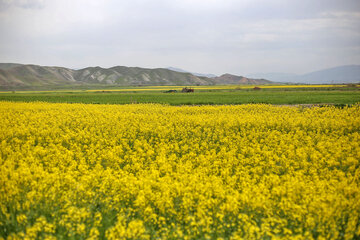 مزارع زیبای کلزا در خراسان شمالی