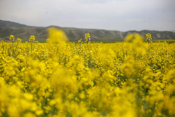 مزارع زیبای کلزا در خراسان شمالی