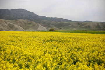 مزارع زیبای کلزا در خراسان شمالی