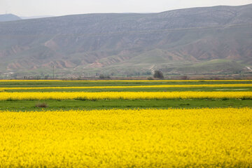 مزارع زیبای کلزا در خراسان شمالی