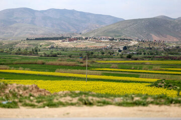 مزارع زیبای کلزا در خراسان شمالی