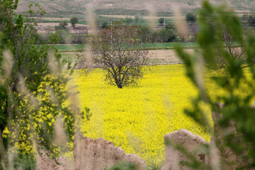 مزارع زیبای کلزا در خراسان شمالی