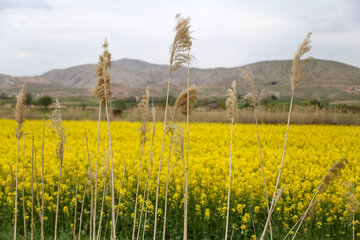 مزارع زیبای کلزا در خراسان شمالی