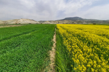 مزارع زیبای کلزا در خراسان شمالی