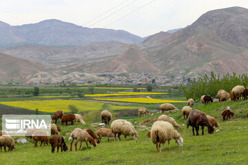 Beautiful rapeseed fields in Northeastern Iran