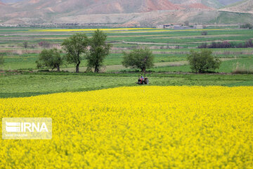 Beautiful rapeseed fields in Northeastern Iran