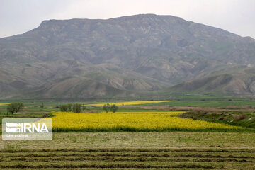 Beautiful rapeseed fields in Northeastern Iran