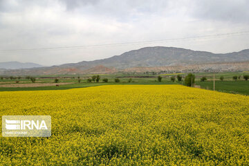 Beautiful rapeseed fields in Northeastern Iran