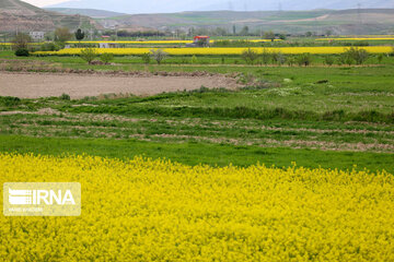 Beautiful rapeseed fields in Northeastern Iran