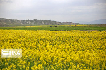 Beautiful rapeseed fields in Northeastern Iran