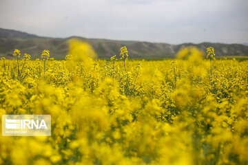 Beautiful rapeseed fields in Northeastern Iran