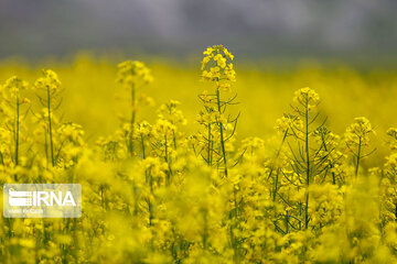 Beautiful rapeseed fields in Northeastern Iran