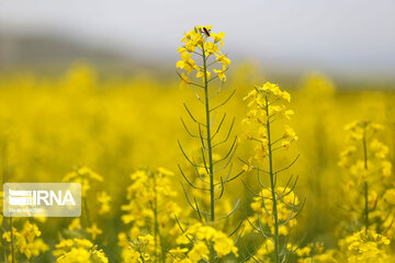 Beautiful rapeseed fields in Northeastern Iran