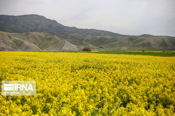 Beautiful rapeseed fields in Northeastern Iran