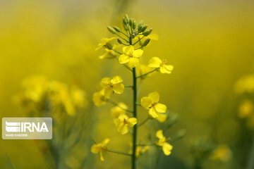 Beautiful rapeseed fields in Northeastern Iran