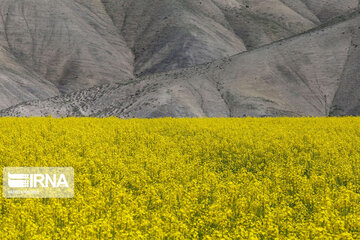 Beautiful rapeseed fields in Northeastern Iran