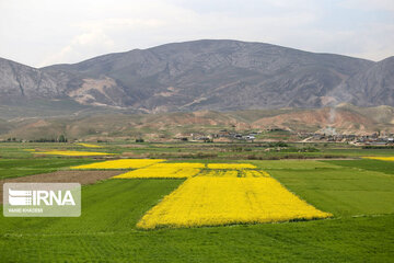 Beautiful rapeseed fields in Northeastern Iran