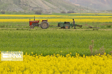 Beautiful rapeseed fields in Northeastern Iran