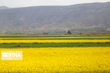 Beautiful rapeseed fields in Northeastern Iran