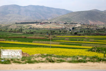 Beautiful rapeseed fields in Northeastern Iran