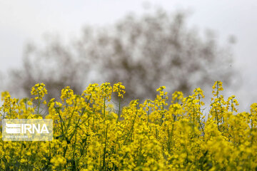 Beautiful rapeseed fields in Northeastern Iran