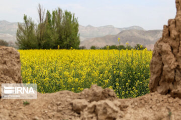 Beautiful rapeseed fields in Northeastern Iran