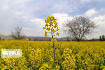 Beautiful rapeseed fields in Northeastern Iran