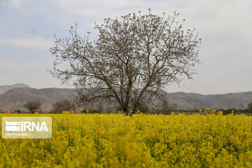 Beautiful rapeseed fields in Northeastern Iran