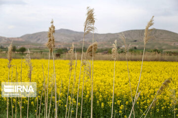 Beautiful rapeseed fields in Northeastern Iran