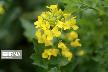 Beautiful rapeseed fields in Northeastern Iran