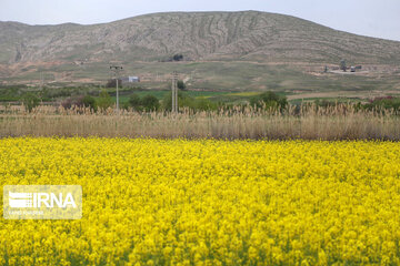 Beautiful rapeseed fields in Northeastern Iran