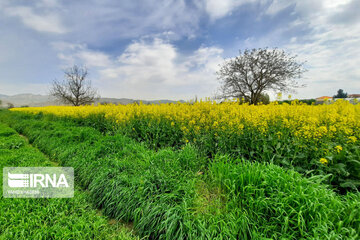 Beautiful rapeseed fields in Northeastern Iran