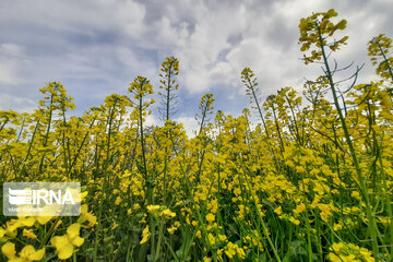 Beautiful rapeseed fields in Northeastern Iran