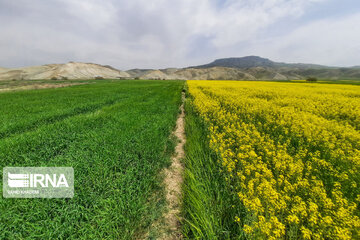 Beautiful rapeseed fields in Northeastern Iran