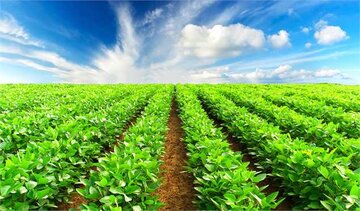 خیز کشاورزی خراسان رضوی برای جهش تولید