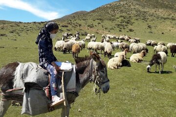 تعطیل ناپذیری آموزش در اشنویه