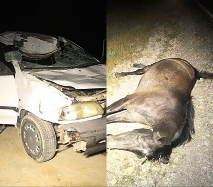 تصادف پراید با اسب در جاده بندرعباس-میناب سه مجروح بر جای گذاشت