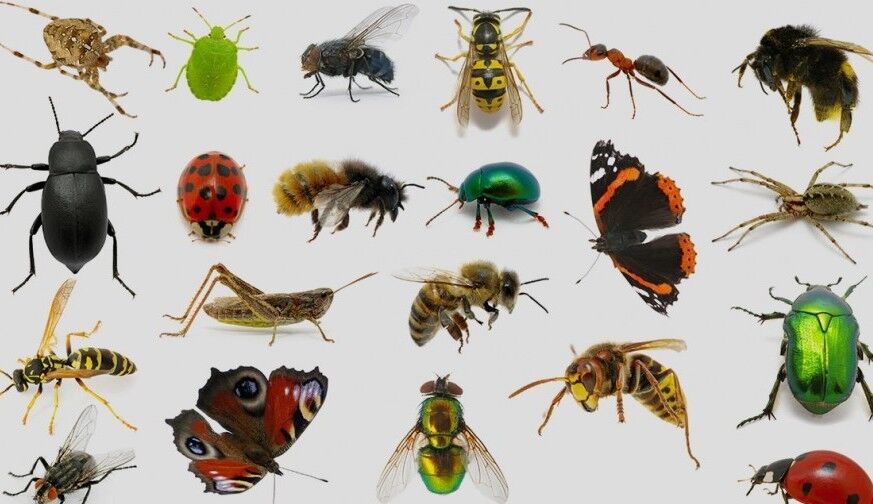 حشرات ناقل نه اما عامل جابه‌جایی کرونا هستند 