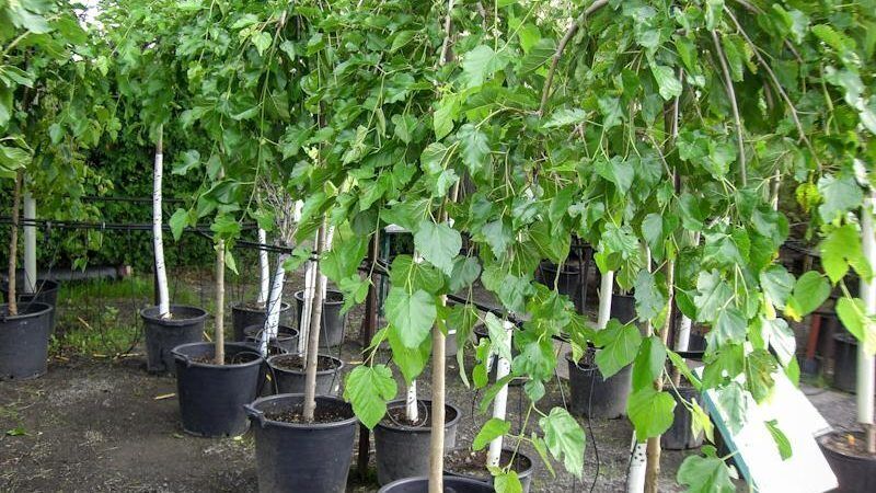 توزیع هزار و 500 اصله نهال توت در شیروان آغاز شد
